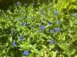Buglossoides purpurocaerulea - Margeluse sau Sageata Albastra -  la ghiveci P9 - imagine 2