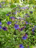 Buglossoides purpurocaerulea - Margeluse sau Sageata Albastra -  la ghiveci P9 - imagine 3