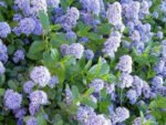 Ceanothus impressus Victoria - Liliac Californian vesnic verde la ghiveci P11, H 15-20 cm
