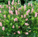 Clethra alnifolia Ruby Spice - Dulceata de vara rubinie-Arbust parfumat la ghiveci P 9.5, H 30 cm