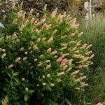 Clethra alnifolia Ruby Spice - Dulceata de vara rubinie-Arbust parfumat la ghiveci P 9.5, H 30 cm - imagine 3