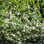 Cotoneaster dammeri - acoperitor de sol, vesnic verde, excelent impotriva buruienilor, la ghiveci P9. H 15-20 cm - imagine 2