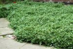 Cotoneaster dammeri - acoperitor de sol, vesnic verde, excelent impotriva buruienilor, la ghiveci P9. H 15-20 cm