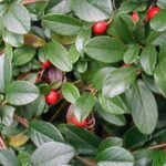 Cotoneaster dammeri 'Major' - acoperitor de sol, vesnic verde, excelent impotriva buruienilor, la ghiveci P9. H 30-35 cm - imagine 3