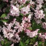 Deutzia Rosea - la ghiveci P 9.5, H 30-40 cm