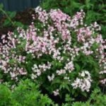 Deutzia Rosea - la ghiveci P 9.5, H 30-40 cm - imagine 2