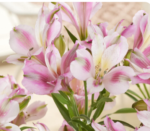 Alstroemeria 'Duchess Emilie' (soi inaltime medie)- Crinul Peruan la ghiveci P9 - H 5-10 cm