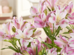 Alstroemeria 'Duchess Emilie' (soi inaltime medie)- Crinul Peruan la ghiveci P9 - H 5-10 cm - imagine 3