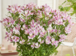 Alstroemeria 'Duchess Emilie' (soi inaltime medie)- Crinul Peruan la ghiveci P9 - H 5-10 cm - imagine 2
