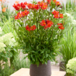 Alstroemeria Duke Louis Improved (soi inaltime medie)- Crinul Peruan la ghiveci P9 - H 5-10 cm - imagine 2