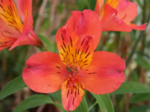 Alstroemeria Duke Louis Improved (soi inaltime medie)- Crinul Peruan la ghiveci P9 - H 5-10 cm