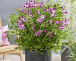 Alstroemeria Duke Valentine (soi inaltime medie) - Crinul Peruan la ghiveci P9 - H 5-10 cm - imagine 2