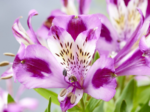 Alstroemeria Duke Valentine (soi inaltime medie) - Crinul Peruan la ghiveci P9 - H 5-10 cm