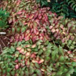 Epimedium Rubrum - Aripile Zanelor planta perena la ghiveci P9 - imagine 3