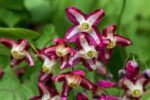 Epimedium Rubrum - Aripile Zanelor planta perena la ghiveci P9