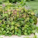 Epimedium Rubrum - Aripile Zanelor planta perena la ghiveci P9 - imagine 2