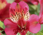 Alstroemeria 'Compact Gaspard' (soi pitic)- Crinul Peruan la ghiveci P9 - H 5-10 cm