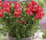 Alstroemeria 'Compact Gaspard' (soi pitic)- Crinul Peruan la ghiveci P9 - H 5-10 cm - imagine 3