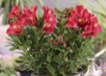 Alstroemeria 'Compact Gaspard' (soi pitic)- Crinul Peruan la ghiveci P9 - H 5-10 cm - imagine 2
