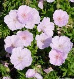 Muscata perena de gradina - Geranium sanguineum var. striatum la ghiveci P9