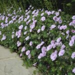 Muscata perena de gradina - Geranium sanguineum var. striatum la ghiveci P9 - imagine 3