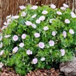 Muscata perena de gradina - Geranium sanguineum var. striatum la ghiveci P9 - imagine 2