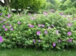 Muscata perena de gradina - Geranium 'Tiny Monster'la ghiveci P10 - H 5-10 cm - imagine 2