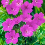 Muscata perena de gradina - Geranium 'Tiny Monster'la ghiveci P10 - H 5-10 cm