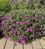 Muscata perena de gradina - Geranium 'Tiny Monster'la ghiveci P10 - H 5-10 cm - imagine 3