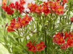 Alstroemeria 'Majestic Longue' (soi inalt) - Crinul Peruan la ghiveci P9 - H 5-10 cm - imagine 2