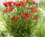 Alstroemeria 'Majestic Longue' (soi inalt) - Crinul Peruan la ghiveci P9 - H 5-10 cm - imagine 3