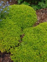 Oregano - Origanum vulg. 'Thumble's Variety' - imagine 2