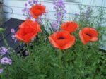 Papaver Orientale Brilliant - Mac Oriental Brilliant la ghiveci P9 - imagine 3