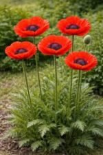 Papaver Orientale Brilliant - Mac Oriental Brilliant la ghiveci P9
