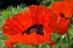 Papaver Orientale Brilliant - Mac Oriental Brilliant la ghiveci P9 - imagine 2