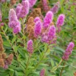 Spiraea × billardii - Cununita la ghiveci P 9.5, H 30-40 cm