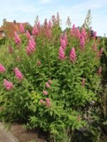 Spiraea × billardii - Cununita la ghiveci P 9.5, H 30-40 cm - imagine 3