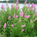 Spiraea × billardii - Cununita la ghiveci P 9.5, H 30-40 cm - imagine 2