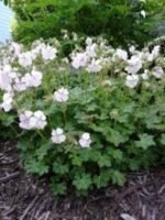 Muscata perena de gradina - Geranium 'St. Ola' la ghiveci P9 - imagine 3