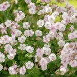 Muscata perena de gradina - Geranium 'St. Ola' la ghiveci P9 - imagine 2