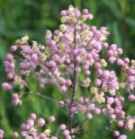Thalictrum Elin - Thalictrum gigant la ghiveci P9 (Livrarea dupa 10 Septembrie)