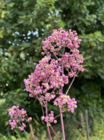 Thalictrum Elin - Thalictrum gigant la ghiveci P9 (Livrarea dupa 10 Septembrie) - imagine 2