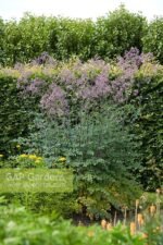 Thalictrum Elin - Thalictrum gigant la ghiveci P9 (Livrarea dupa 10 Septembrie) - imagine 3