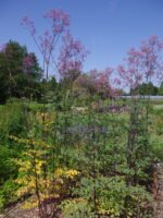 Thalictrum Elin - Thalictrum gigant la ghiveci P9 (Livrarea dupa 10 Septembrie) - imagine 4