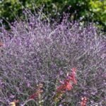 Verbena officinalis 'Bampton' - la ghiveci P9 - imagine 2