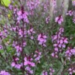 Verbena officinalis 'Bampton' - la ghiveci P9