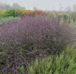 Verbena officinalis 'Bampton' - la ghiveci P9 - imagine 3