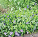 Vinca major - Saschiu vesnic verde cu frunza mare la ghiveci P9 - imagine 2