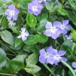 Vinca major - Saschiu vesnic verde cu frunza mare la ghiveci P9