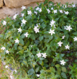 Vinca major Alba - Saschiu vesnic verde cu frunza mare si flori albe la ghiveci P9 - imagine 3